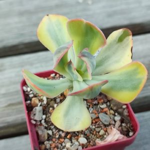 Echeveria Enfant