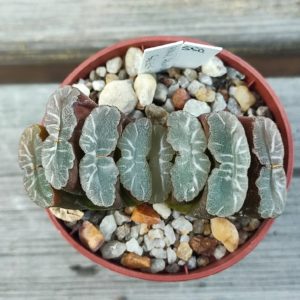Haworthia truncata selection (на основі Gyoku-ichi)
