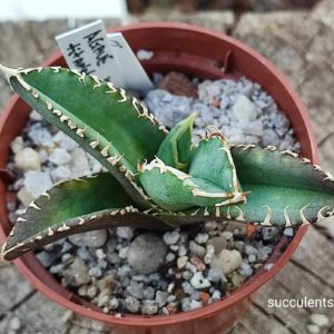 Agave titanita Kyoto