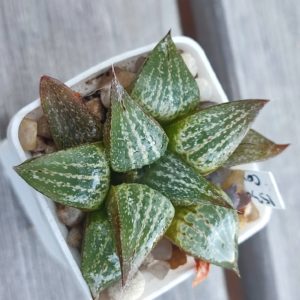 Haworthia comptoniana