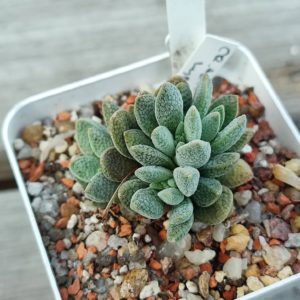 Crassula tecta hybrid