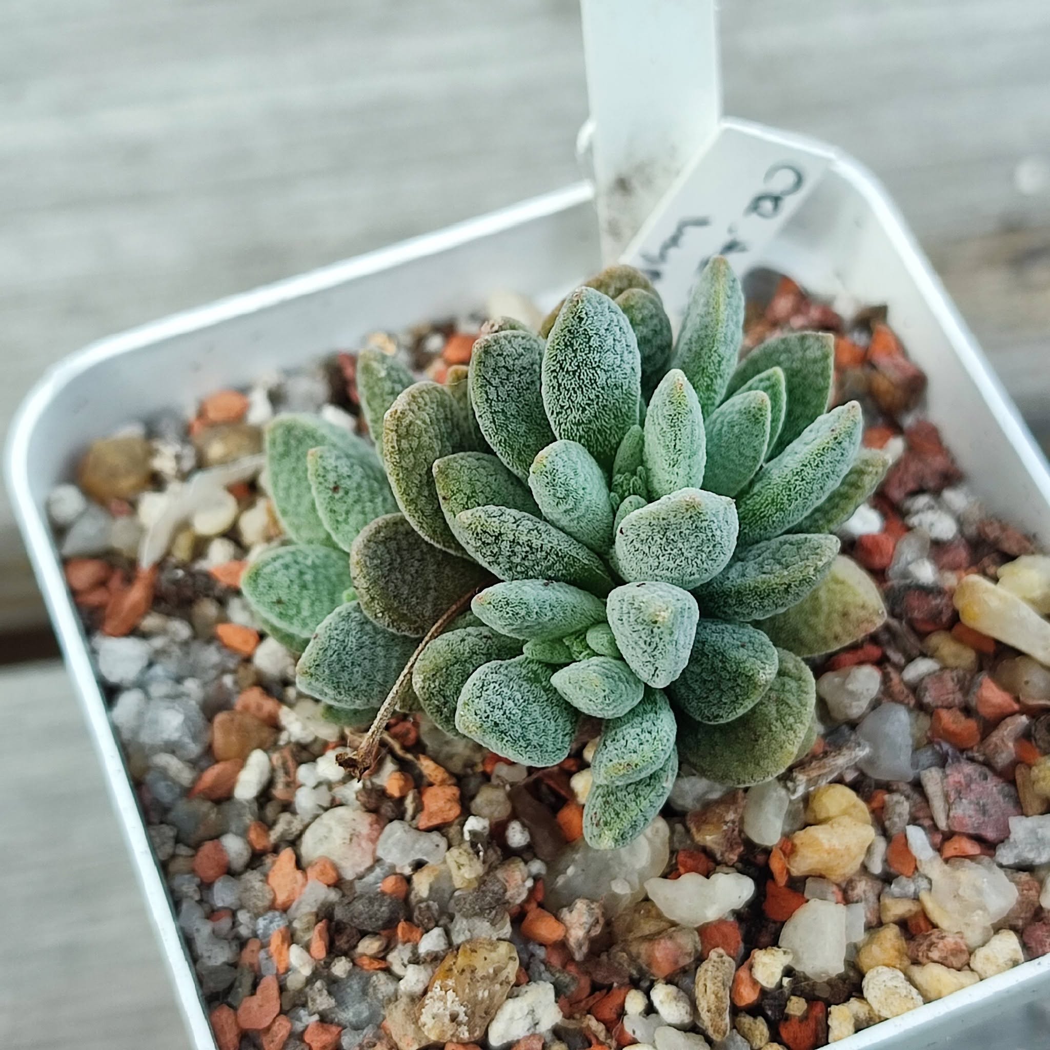 Crassula tecta hybrid
