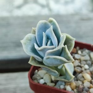 Echeveria Lovely Rose
