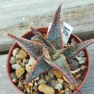 Aloe selection A12