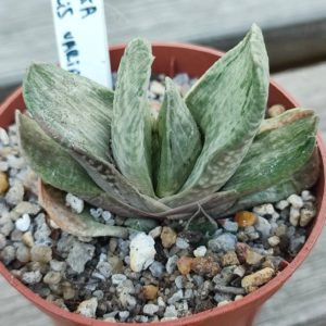 Gasteria gracilis variegata