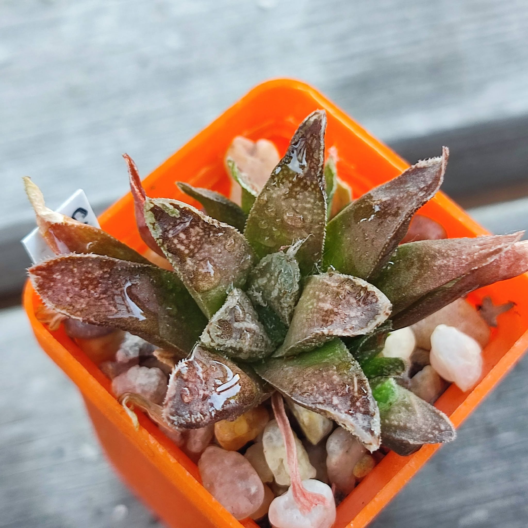 Haworthia Bronze Age
