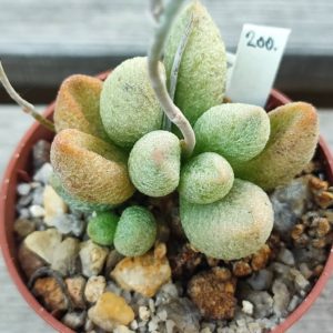 Adromischus Marianae alveolatus