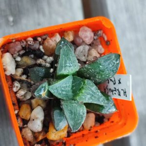 Haworthia retusa X pygmaea мініатюра