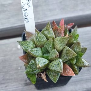Haworthia turgida
