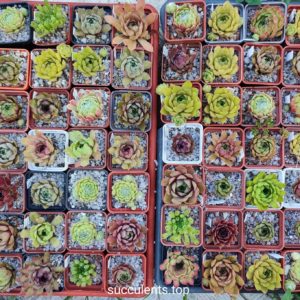 Sempervivum ціна за 1 рослину