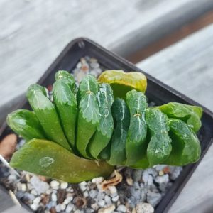 Haworthia limegreen X truncata