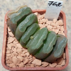 762 Haworthia 'Lilitru' x truncata F2