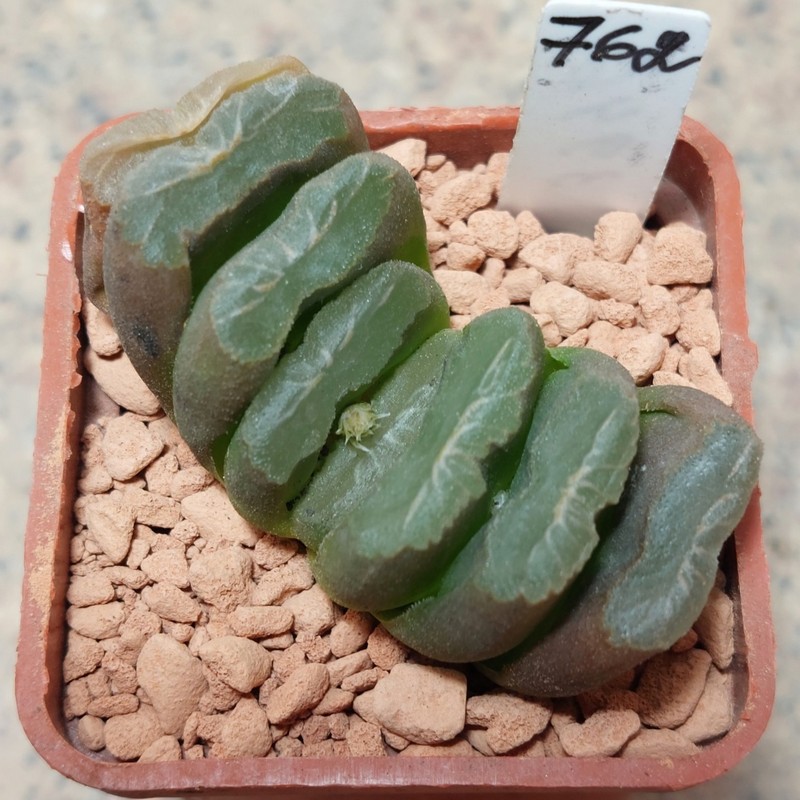 762 Haworthia 'Lilitru' x truncata F2