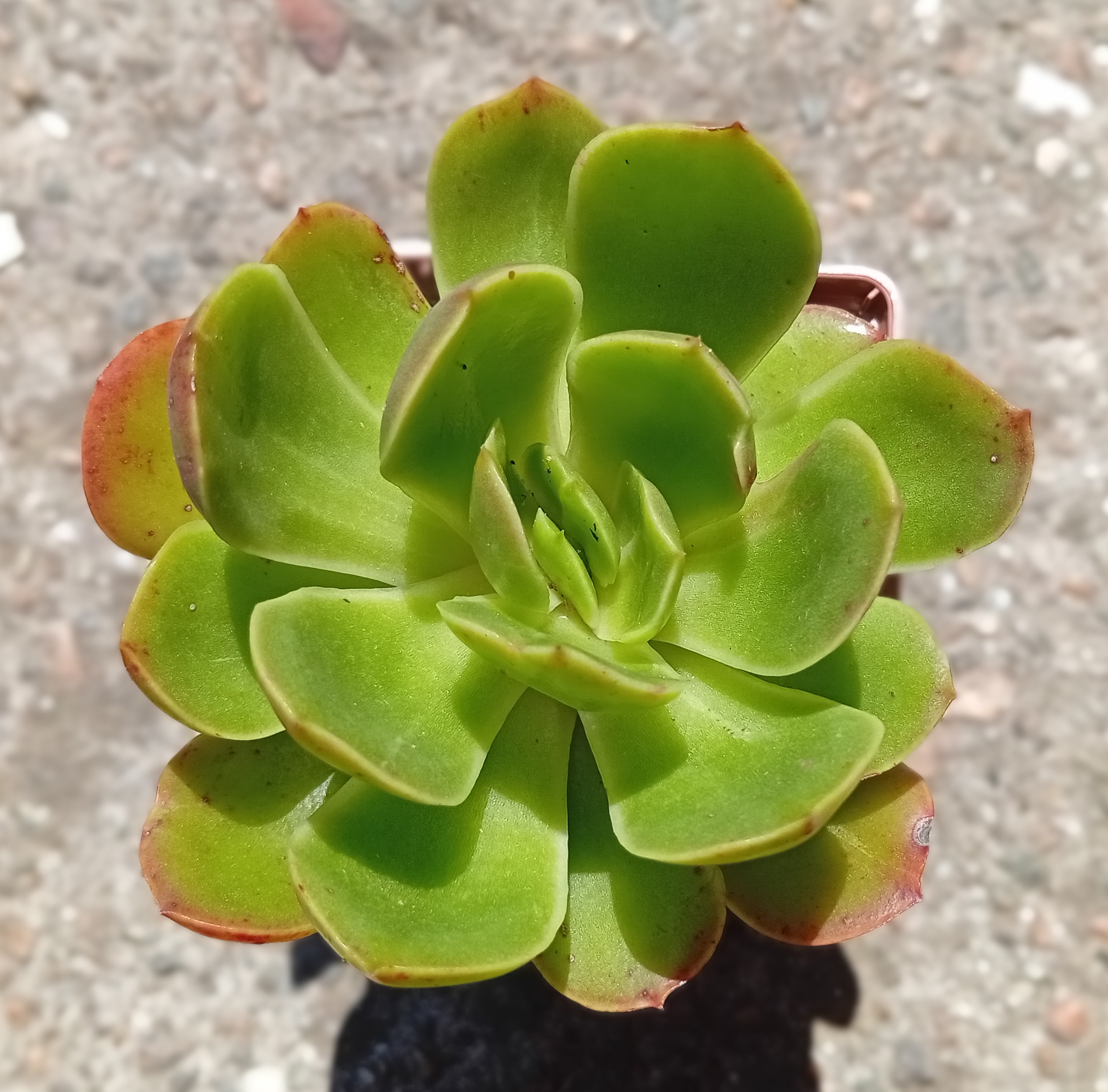 Echeveria Eldorado ( hybr Ermak Olga)