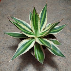 827 Agave lophantha ‘Quadricolor’