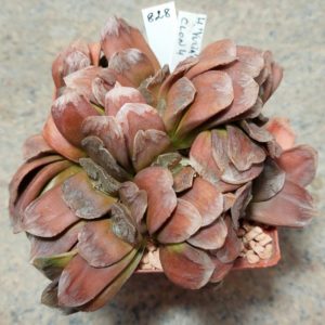 828 Haworthia 'Yulia' x truncata весь горщик