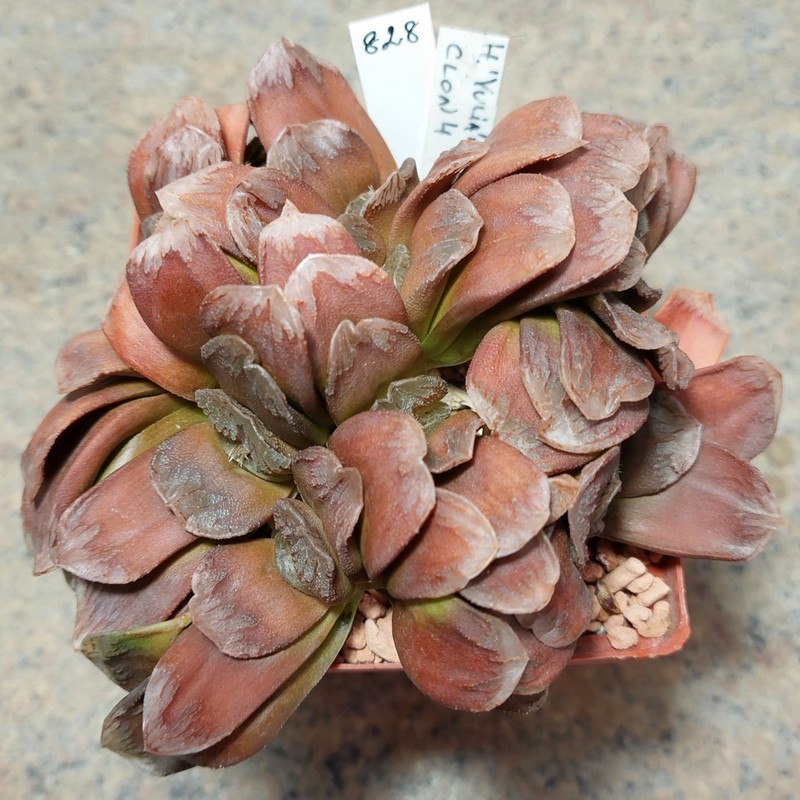 828 Haworthia 'Yulia' x truncata весь горщик