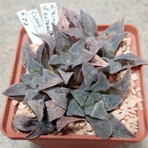 829 Haworthia 'Black Major' x esterhuisenii весь горшик