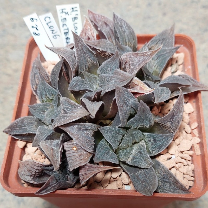 829 Haworthia 'Black Major' x esterhuisenii весь горшик