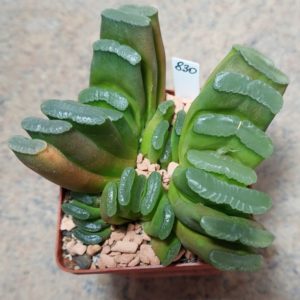 830 Haworthia truncata  весь горщик два сіянця вік 6 років