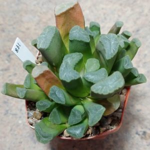 831 Haworthia maughanii весь горшик