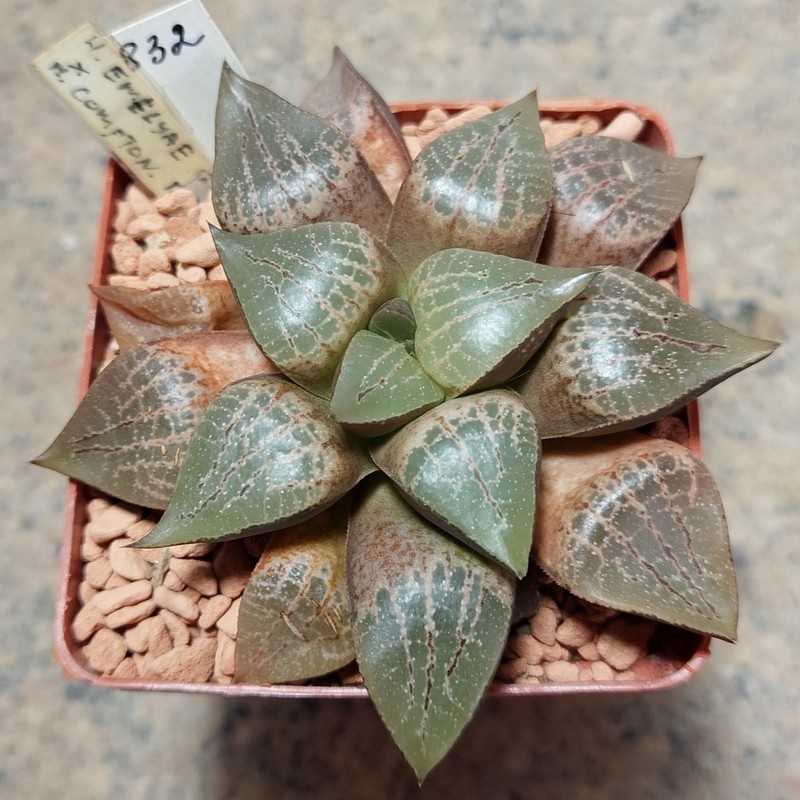 832 Haworthia emelyae x comptoniana