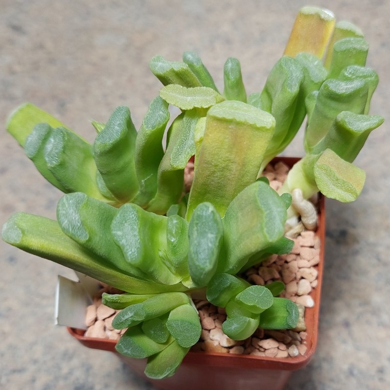 834 Haworthia maughanii x truncata 'Lime Green'  F2 весь горшик