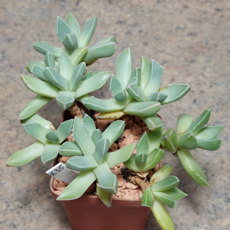 835 Faucaria sp. sp 48 k w Willowmore ex MG 1505.45 весь горщик