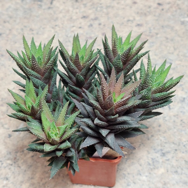837 Haworthia kewensis v. poelnitsii весь горщик