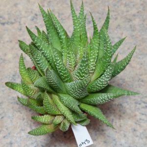 840 Haworthia minima весь горщик