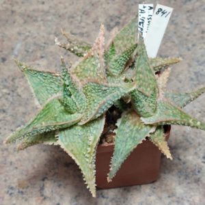 841 Aloe 'Sunrise' x 'Pepermin' весь горщик