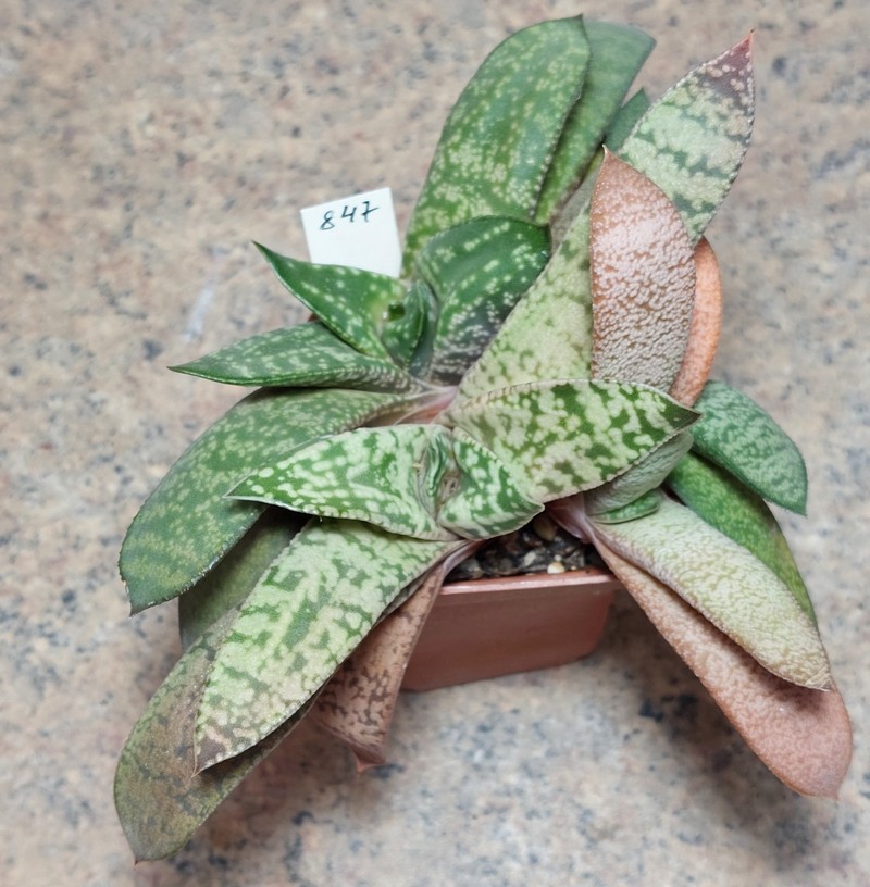 847 Gasteria hybrid весь горшик