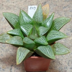 849 Haworthia comptoniana -Khores- сіянець, вік 7 років