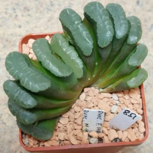 851 Haworthia truncata -Japan- сіянець , вік 6 років