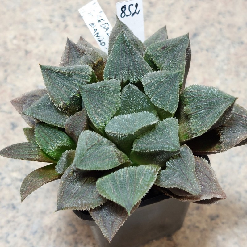 852 Haworthia 'Kegazato' x picta x 'Danilo' вік 6 років , весь горщик