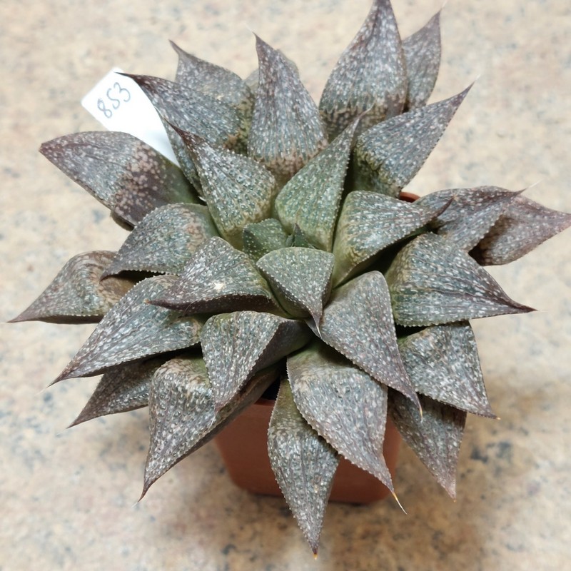 853 Haworthia esterhuisenii hybrid , сіянець , вік 6 років