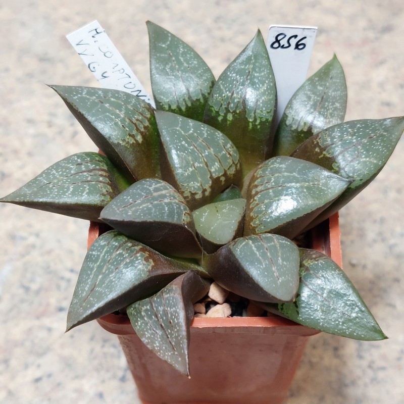 856 Haworthia comptoniana VVG4 сіянець , вік 6 років