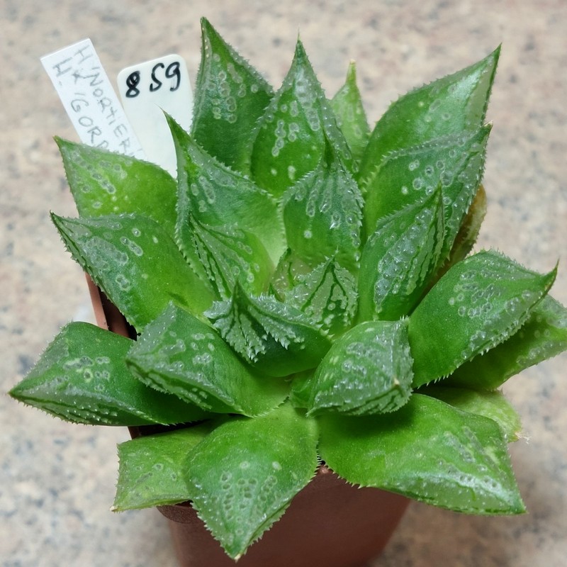 859 Haworthia nortieri x 'Gorbi' сіянець
