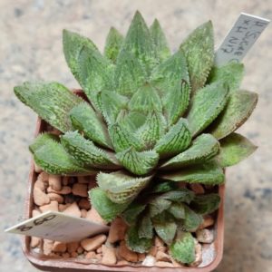 860 Haworthia 'Sugar Candy' hybrid