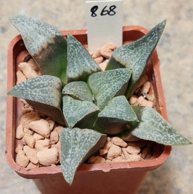 868 Haworthia pygmaea v. argento - maculosa -Humor- сіянець , вік 6 років