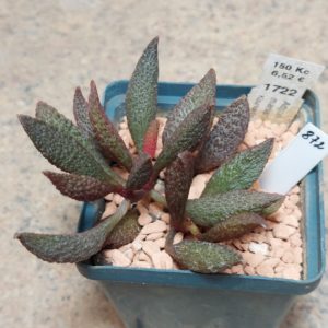872 Adromischus marianiae 'herrei' - Kourkammaberg-