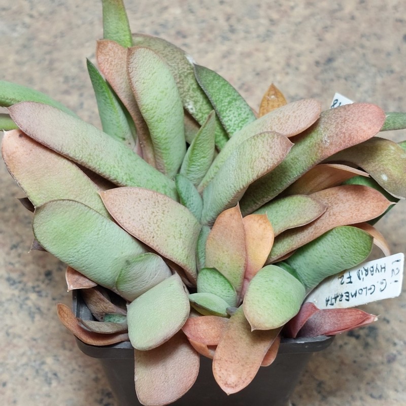 873 Gasteria glomerata -Japan- hybrid mix сіянці , вік 6 років , весь горщик