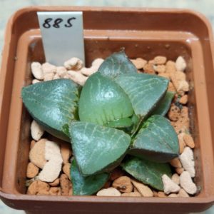 885 Haworthia comptoniana x springbokvlakensis F2 , вік 6 років, сіянець