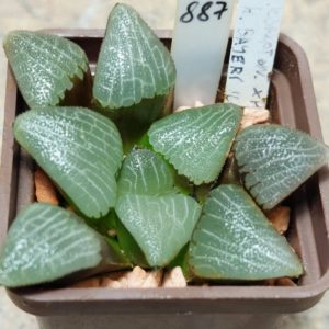 887 Haworthia bayeri hybrid F2 , вік 6 років, сіянець