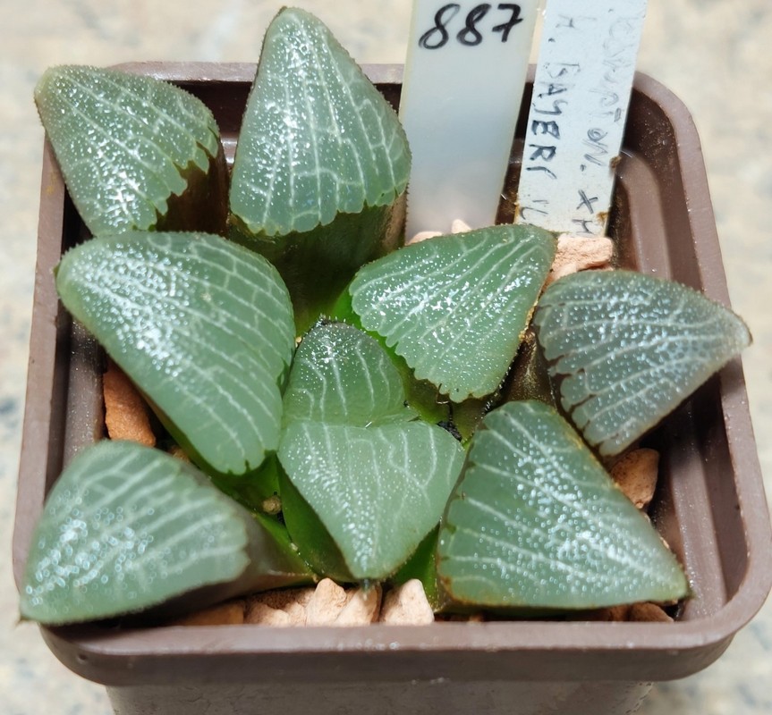 887 Haworthia bayeri hybrid F2 , вік 6 років, сіянець
