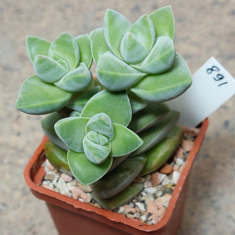 891 Crassula 'Moonglow' весь горщик