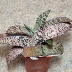 892 Gasteria hybrid x armstrongii mix сіянці , вік 6 років , весь горщик