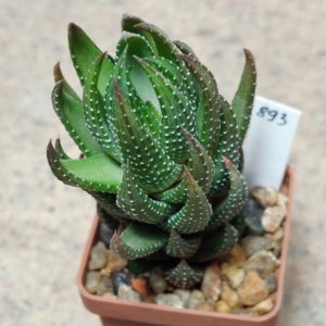 893 Haworthia coarctata