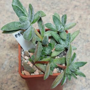 894 Crassula justi-corderoyi hybrid весь горщик