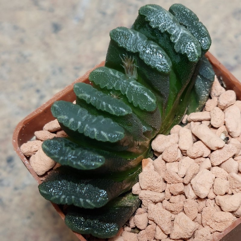 895 Haworthia truncata -Japan- вік 6 років , сіянець